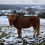 Les Colombages De Bergeval - Ardennes Belges - - Sauna * Trois-Ponts