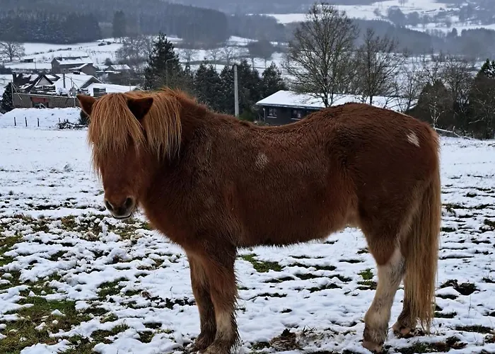 Les Colombages De Bergeval - Ardennes Belges - - Sauna * Trois-Ponts