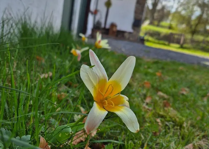 Les Colombages De Bergeval - Ardennes Belges - - Sauna * Trois-Ponts